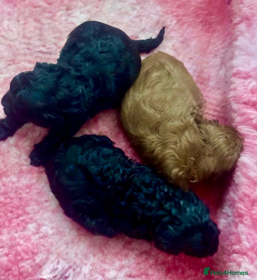 Cavapoo dogs for sale: Ready now, extensively health tested F1 cavapoo - Advert 4