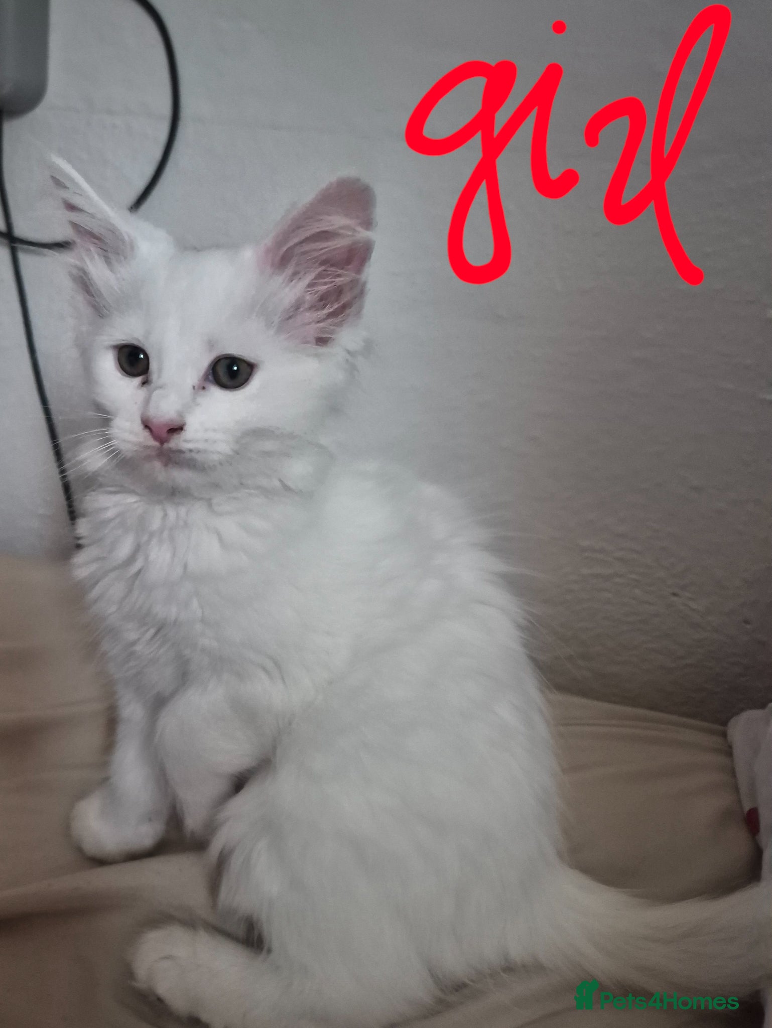Maine Coon cats Last Beautiful Maine coon kitten girl - Advert 2