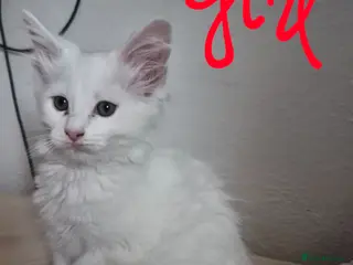 Maine Coon cats Last Beautiful Maine coon kitten girl - Advert 6