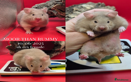 Hamster rodents for sale: 8 week old mink rex female syrian hamster in Torquay - Image 2