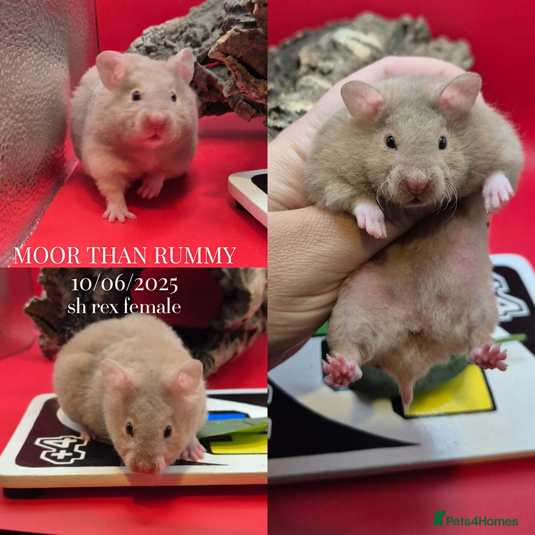 Hamster rodents for sale: 8 week old mink rex female syrian hamster in Torquay - Image 2
