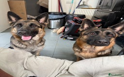 German Shepherd dogs for sale: Beautiful German Shepherd puppies  - Advert 18