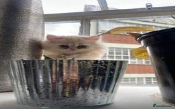 Persian cats for sale: Exotic doll face Persian kittens  - Image 7