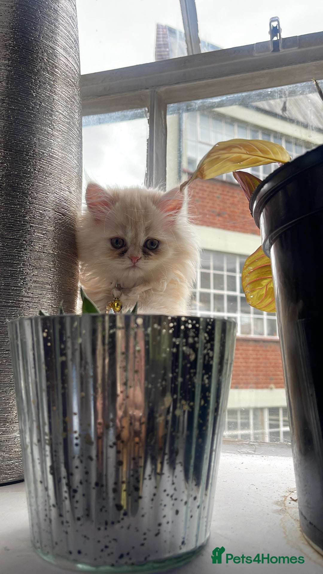 Persian cats for sale: Exotic doll face Persian kittens  - Image 7
