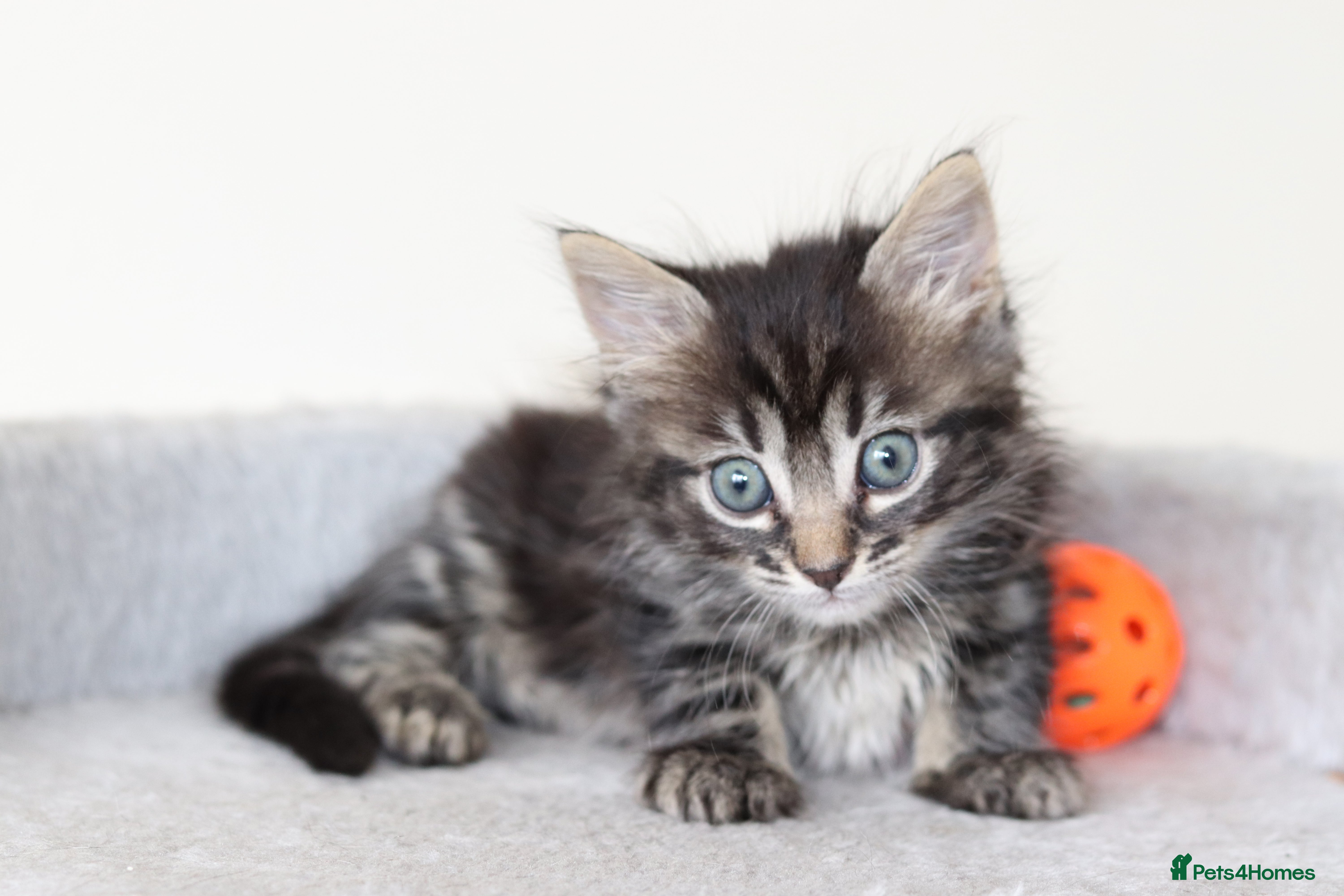 Mixed Breed cats Adorable Kittens Ready SOON - Advert 1