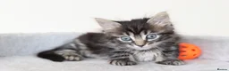 Mixed Breed cats for sale: Adorable Kittens Ready SOON - Advert 1