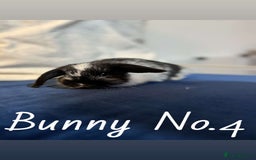 Mini Lop rabbits for sale: 5 baby rabbits looking for new homes - Image 4