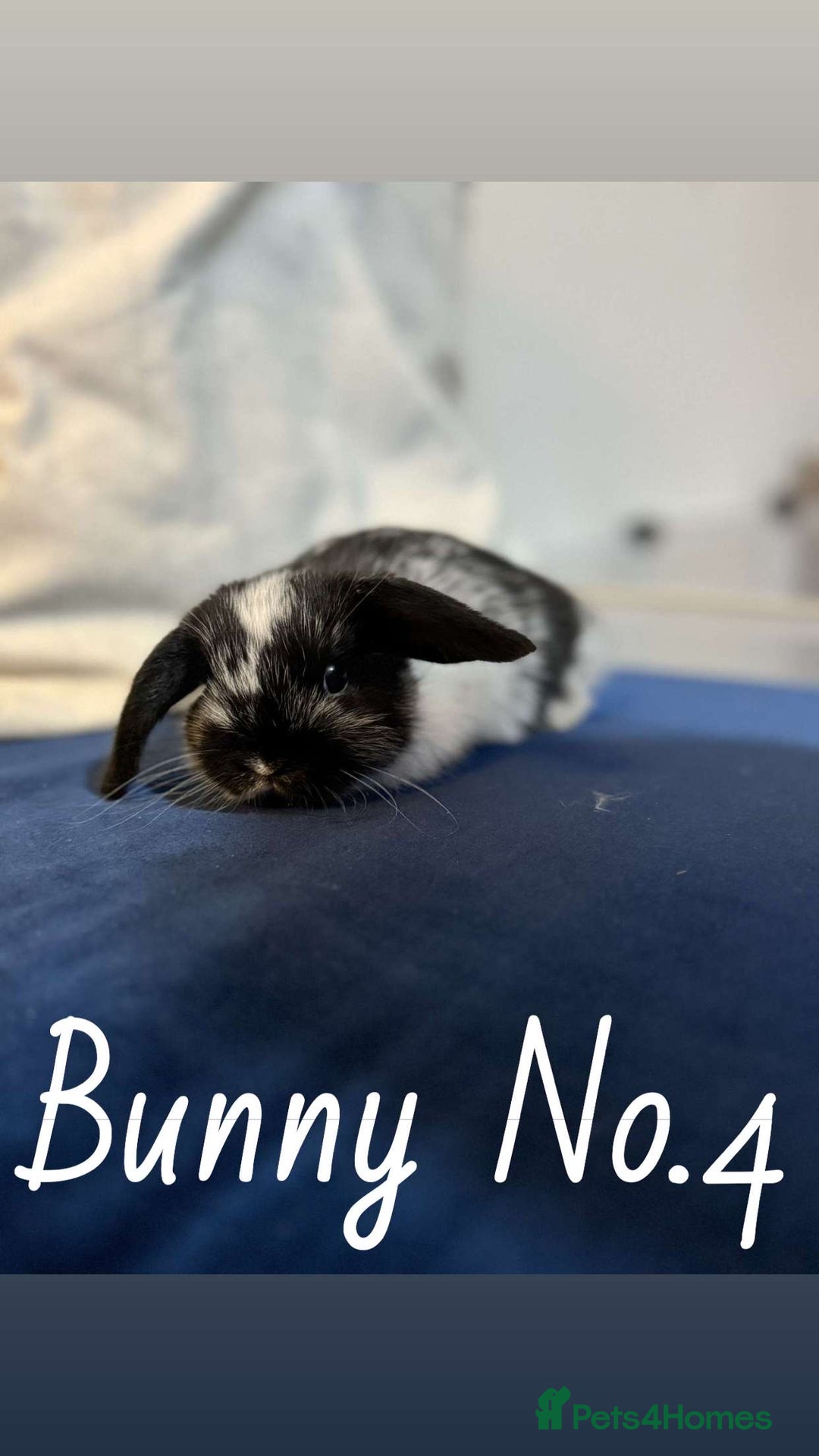 Mini Lop rabbits for sale: 5 baby rabbits looking for new homes - Image 4