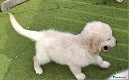 Golden Retriever dogs for sale: Golden Retreiver Puppies  - Image 18
