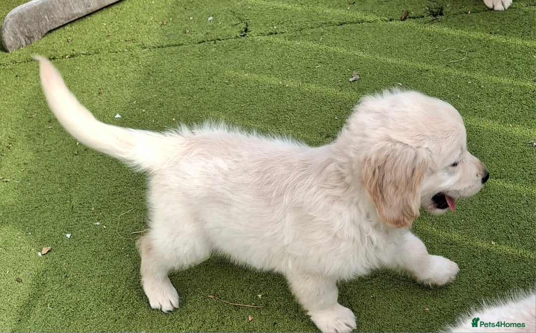 Golden Retriever dogs for sale: Golden Retreiver Puppies  - Image 18