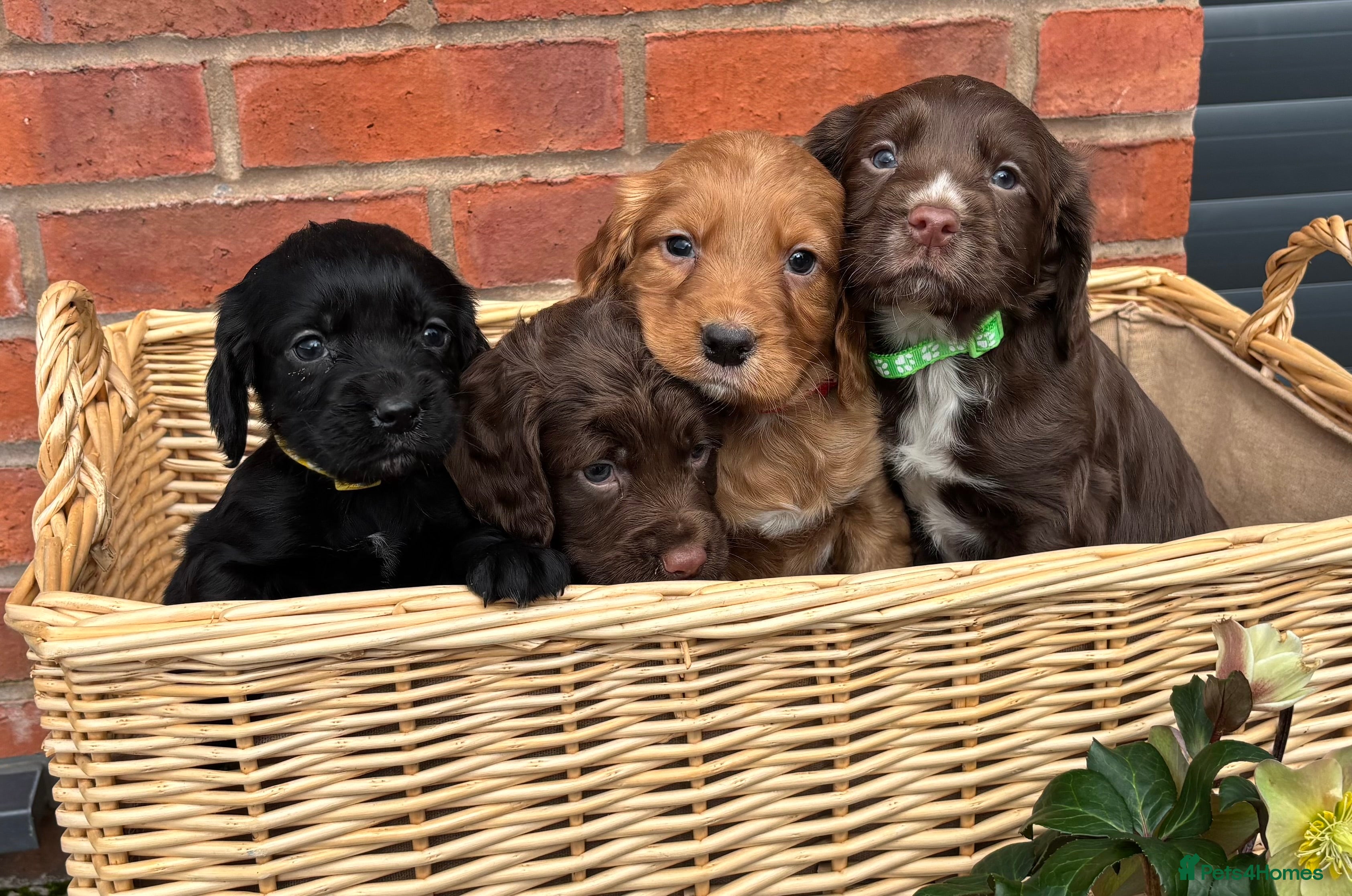 Cocker Spaniel dogs Quality Cocker Spaniel Puppies - Advert 7