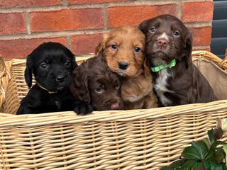 Cocker Spaniel dogs Quality Cocker Spaniel Puppies - Advert 4
