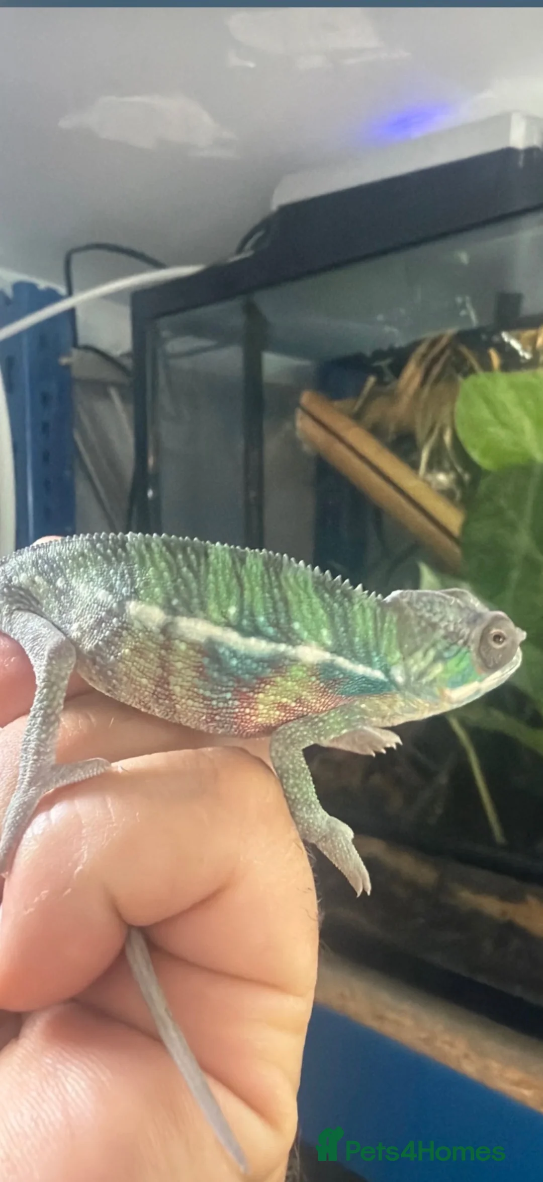 Chameleon reptiles for sale: Ambilobe panther chameleon  - Advert 2
