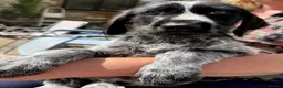 Mixed Breed dogs for sale: 1 GIRL READY TO GO GWP X Weimsky puppies for sale - Advert 2