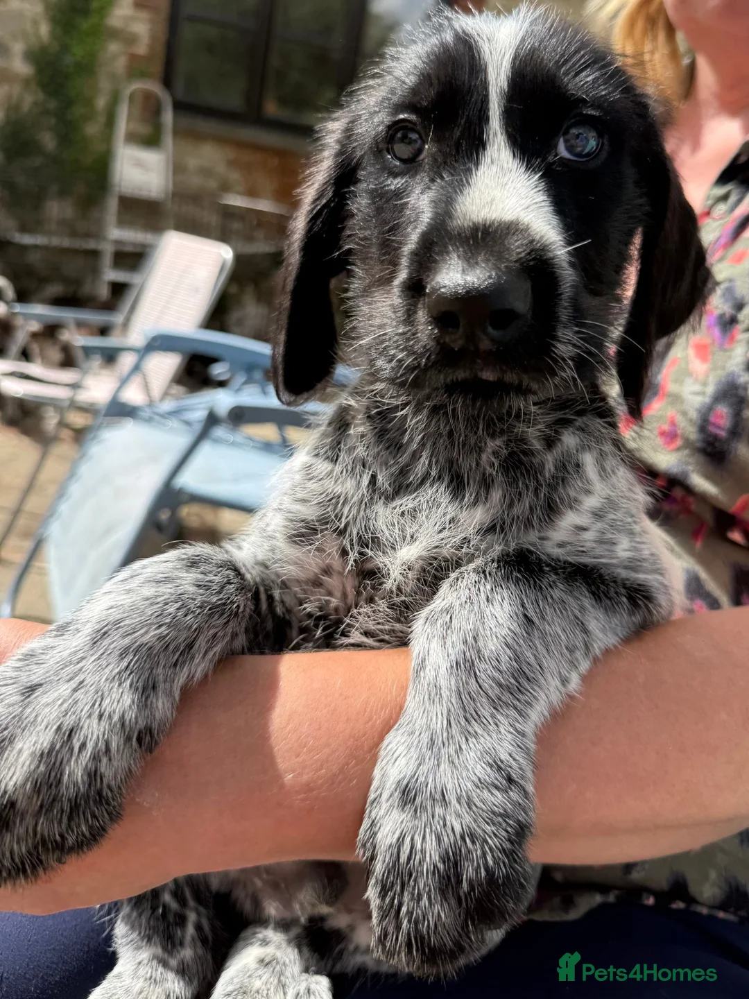 Mixed Breed dogs for sale: 1 GIRL READY TO GO GWP X Weimsky puppies for sale - Advert 2