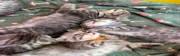 Scottish Fold cats for sale: 1 Scottish Straight boy ready now reduced - Advert 17