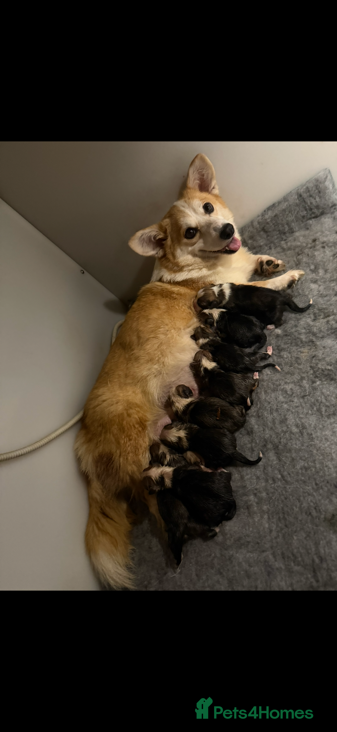 Welsh Corgi Pembroke dogs Kc reg Pembroke corgi babies available  - Advert 2