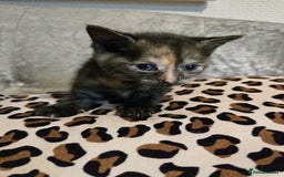 Mixed Breed cats for sale: 7 Half-Ragdolls  - Image 12