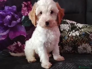 Cavapoo dogs Cavapoo Puppies. - Advert 8