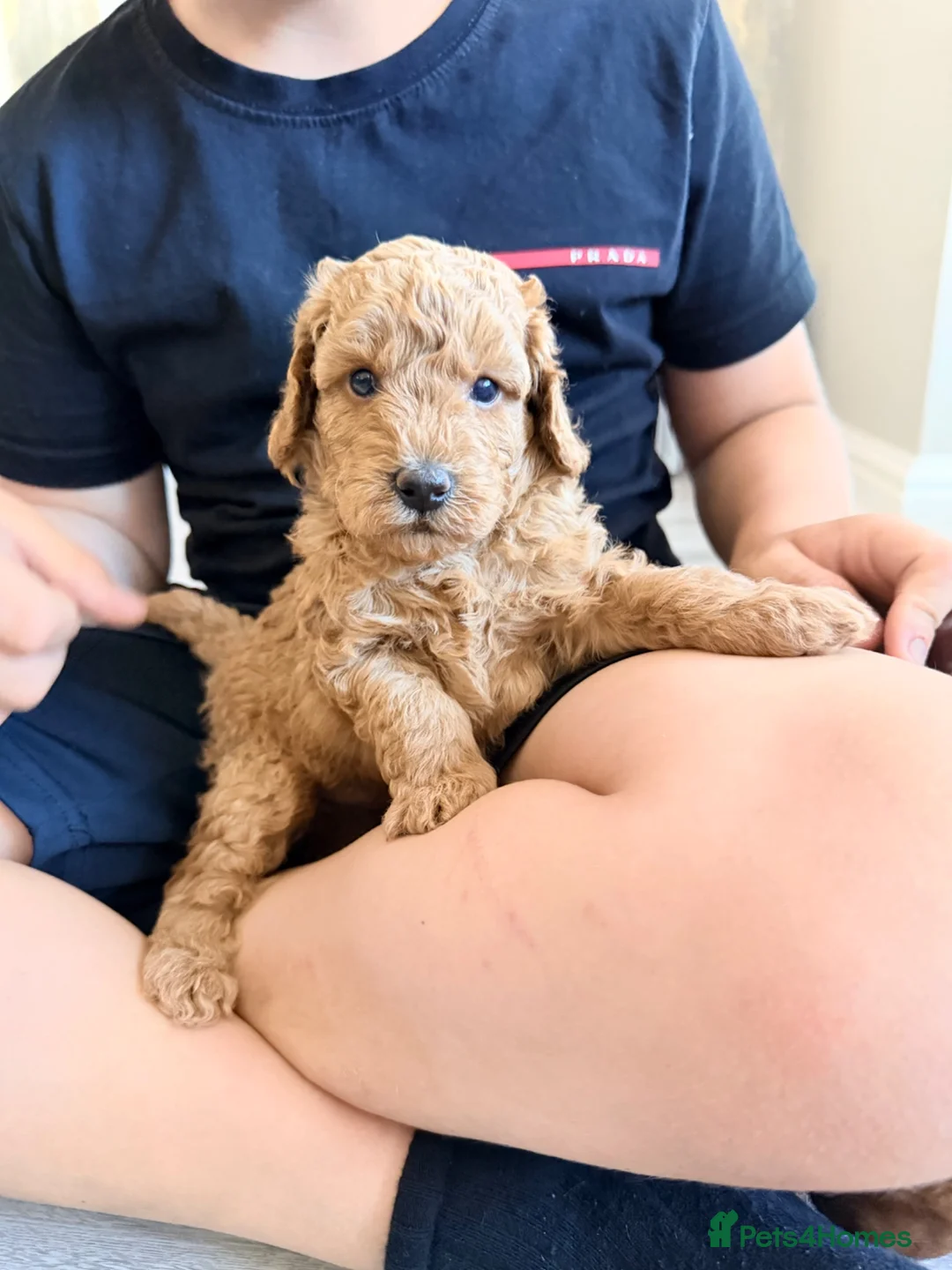 Labradoodle dogs for sale: 🌟 5 star 🌟 F1B labradoodle puppies  - Advert 17