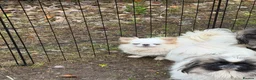 Chihuahua dogs for sale: Kc white/cream long hair female chihuahua  - Advert 2
