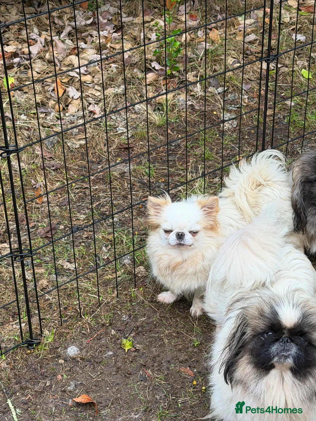 Chihuahua dogs for sale: Kc white/cream long hair female chihuahua  - Advert 2