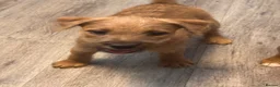 Lakeland Terrier dogs for sale: Working Lakeland terrier puppies  - Advert 4