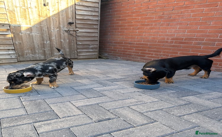 Mixed Breed dogs - Advert 5