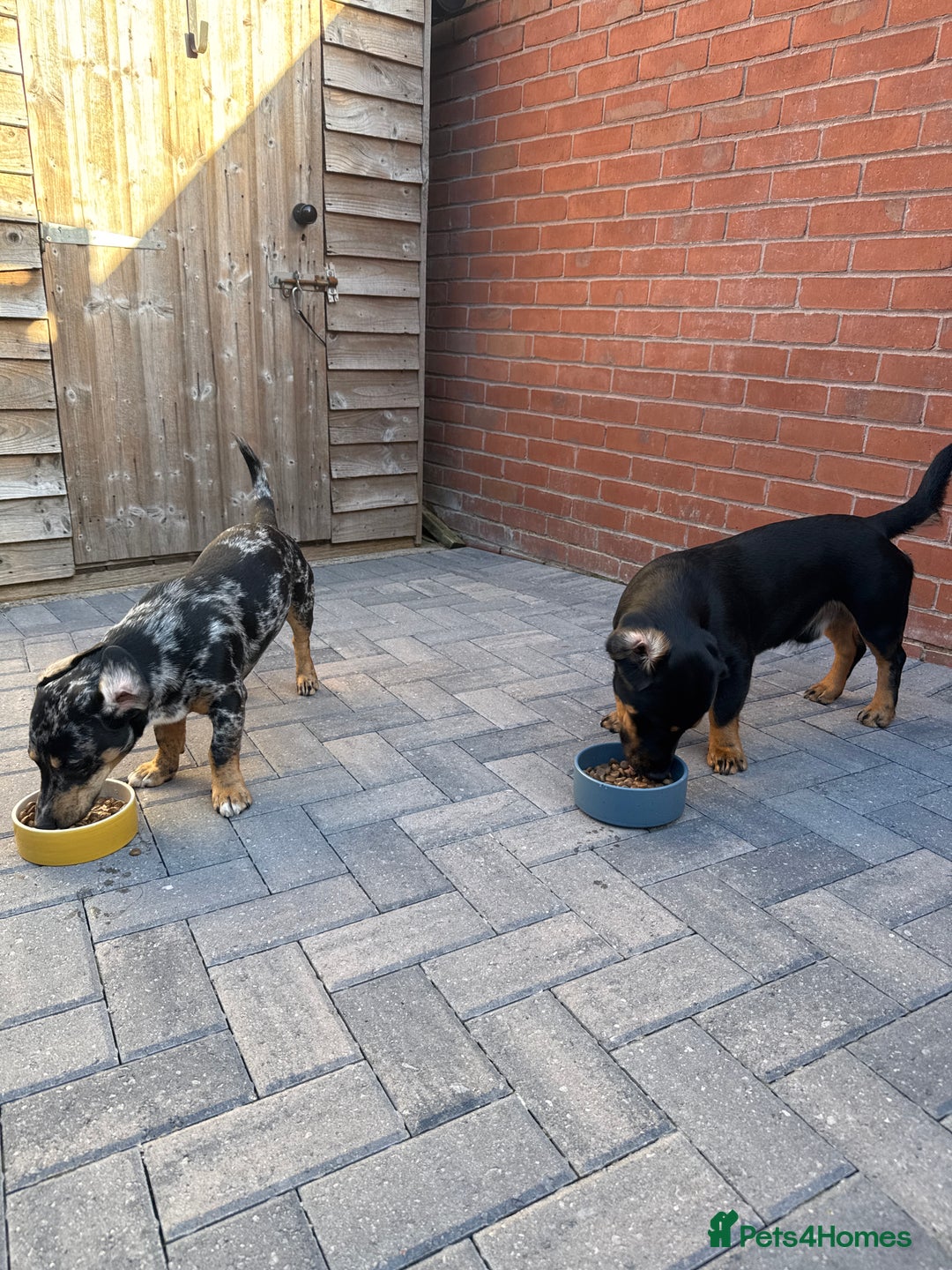 Mixed Breed dogs for sale: Timothy & Jeremy - Image 2