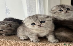 Scottish Fold cats for sale: Adorable Scottish Fold Kittens  - Image 27