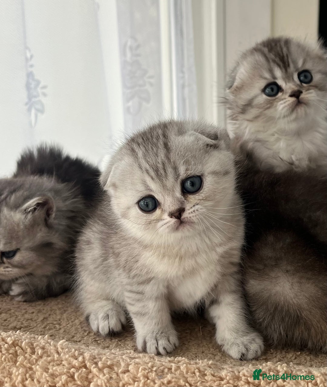 Scottish Fold cats for sale: Adorable Scottish Fold Kittens  - Image 27