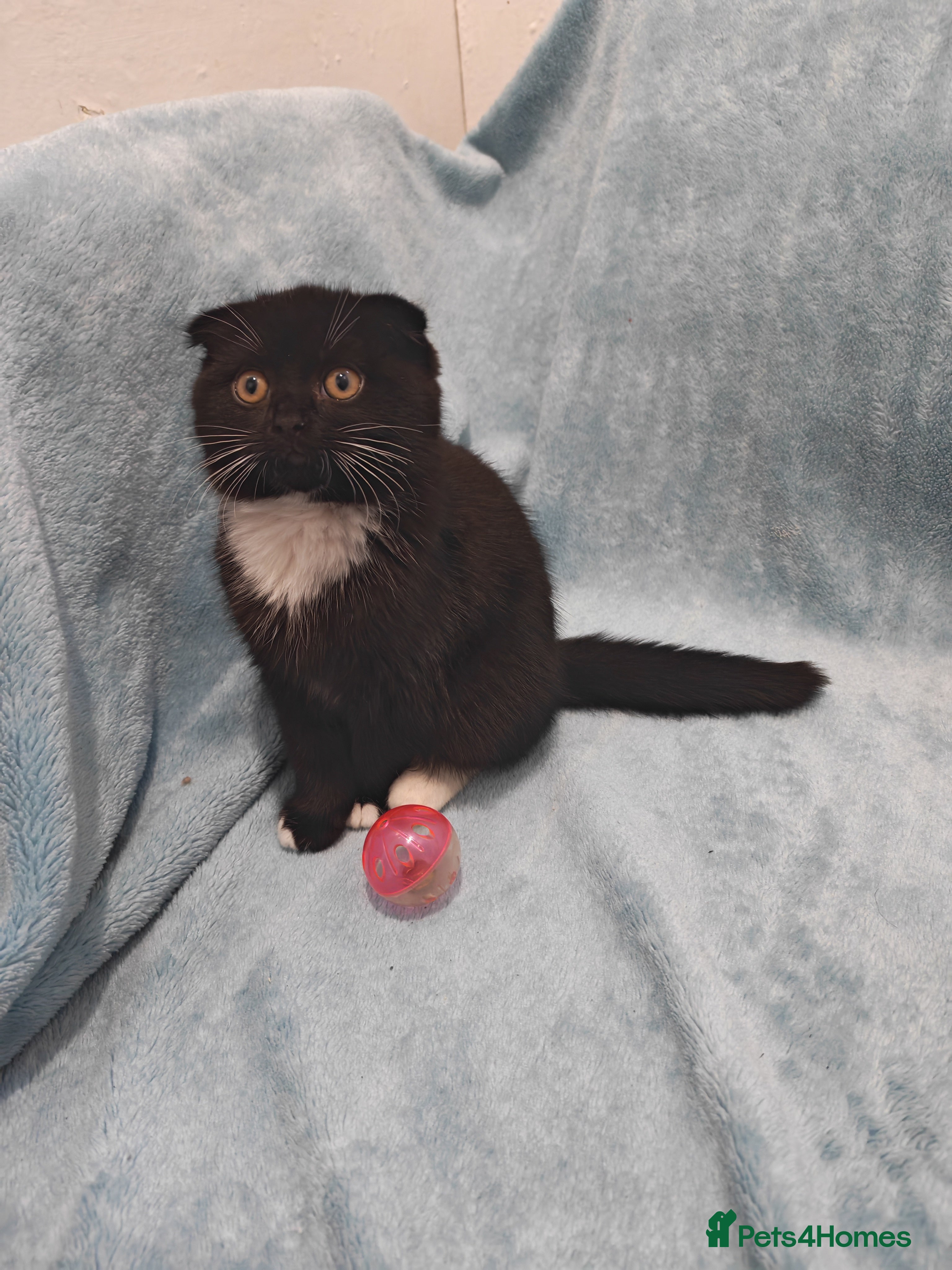 Mixed Breed cats sccotis flod girl  Videos - Advert 13