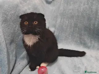 Mixed Breed cats sccotis flod girl Videos - Advert 13