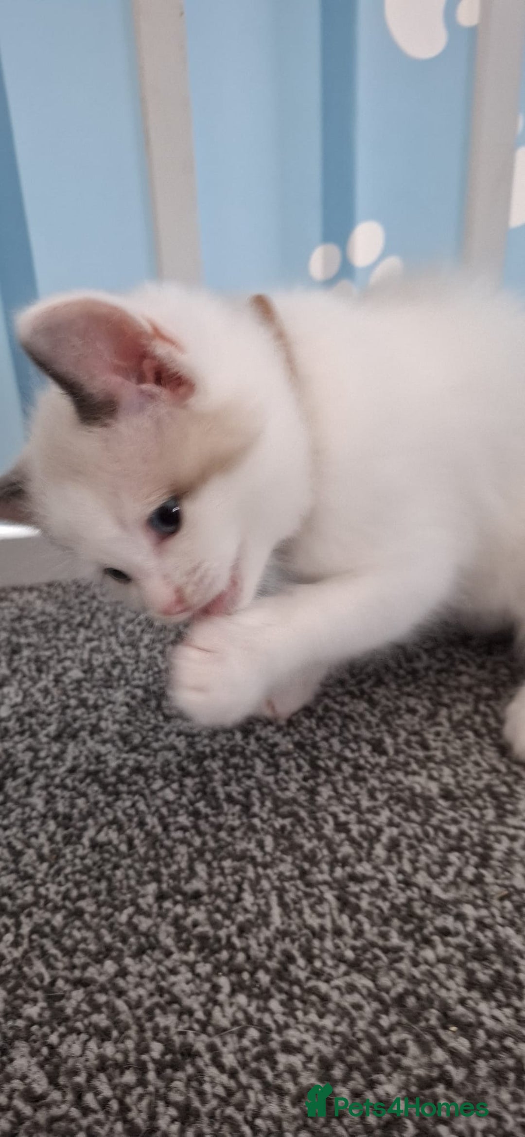 Ragdoll cats for sale: Beautiful Ragdolls 4 boys and 2 girls  - Image 12