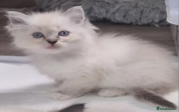 Ragdoll cats for sale: Gorgeous gccf reg Ragdoll kittens  - Image 12