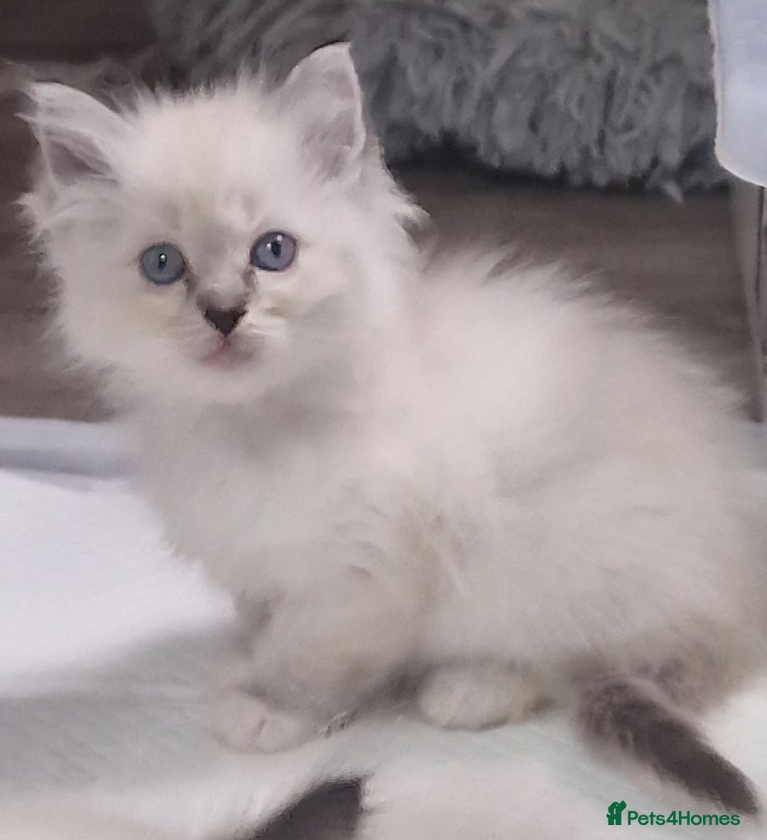Ragdoll cats for sale: Gorgeous gccf reg Ragdoll kittens  - Image 12