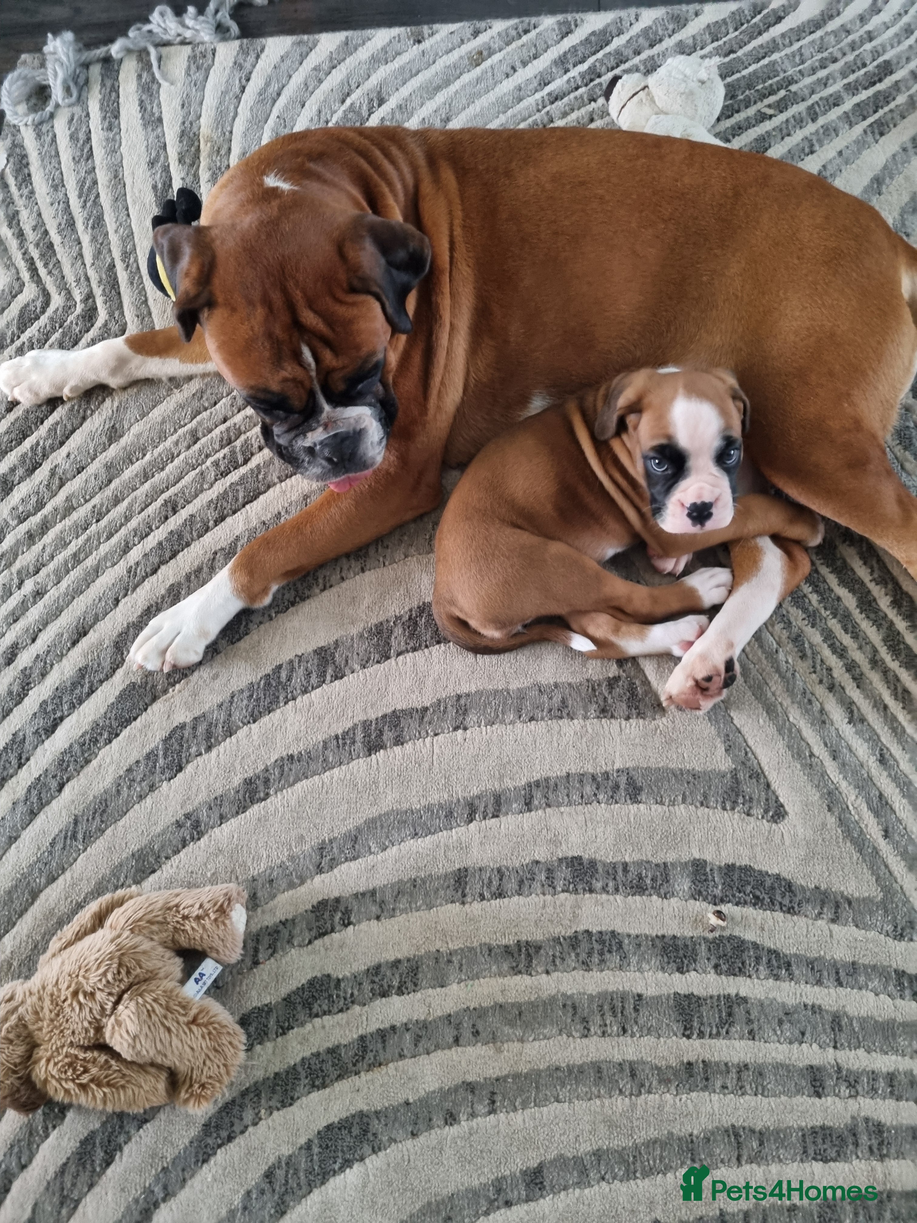 Boxer dogs Bootyful Boxer Babies - Advert 5