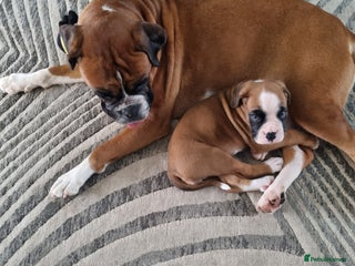 Boxer dogs Bootyful Boxer Babies - Advert 6