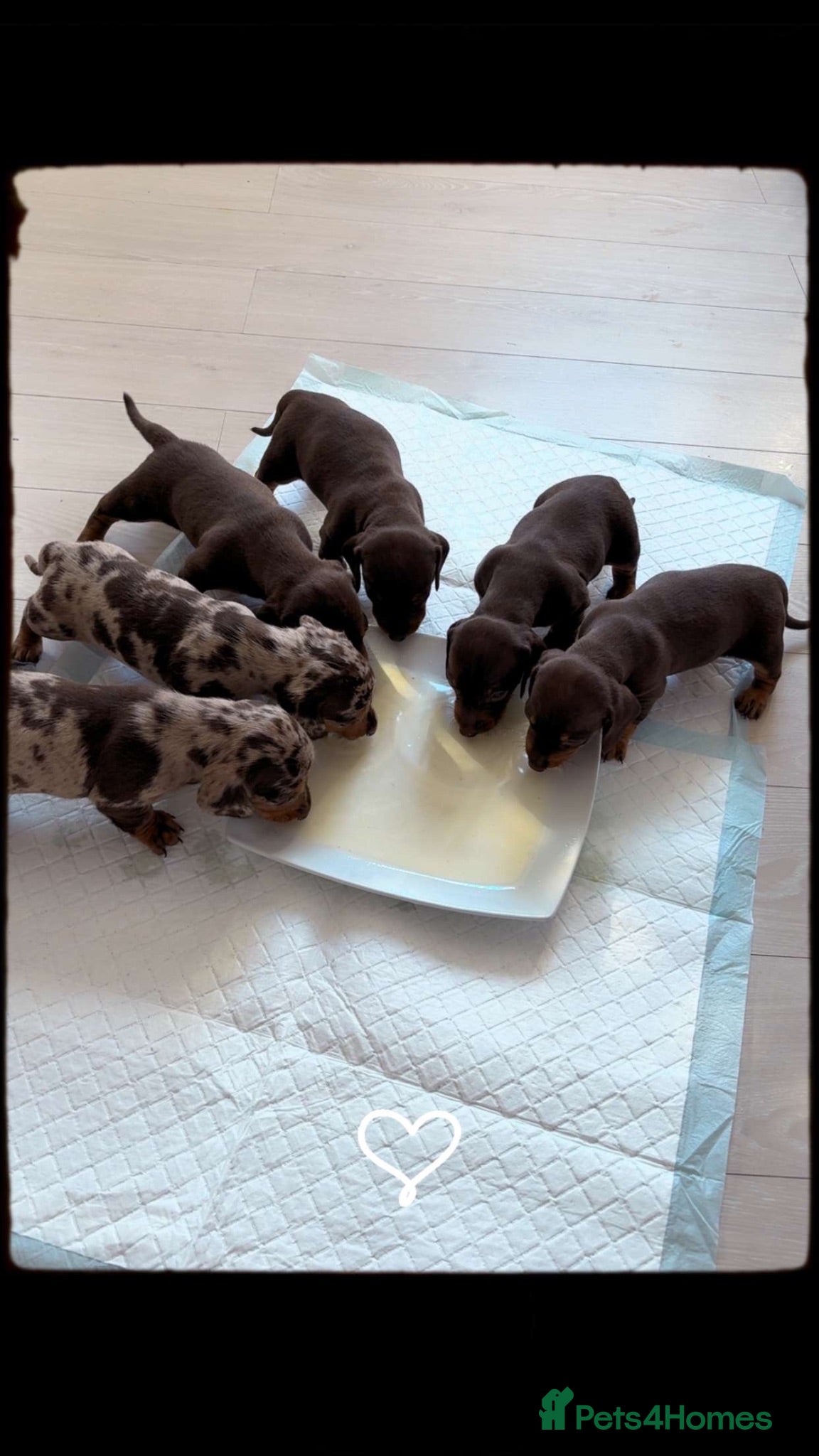 Dachshund dogs 🐾 2 Chocolate and tan boys left!!  🐾 - Advert 2