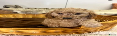 Miniature Poodle 4