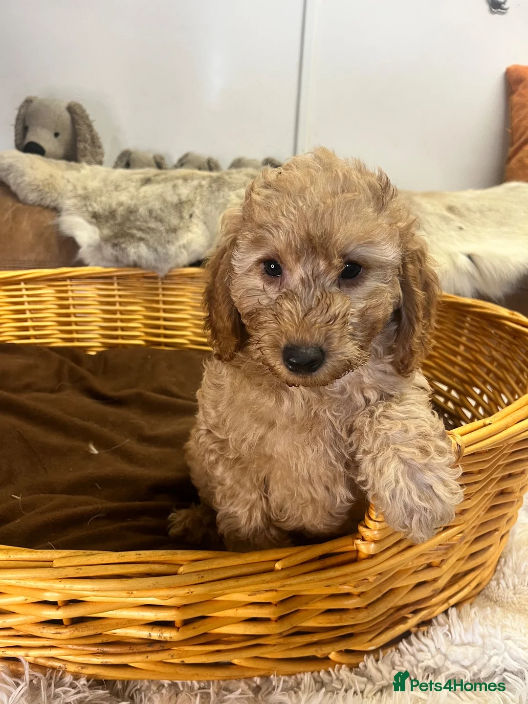 Miniature Poodle dogs for sale: stunningly fluffly fluff balls - Advert 8