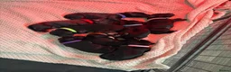 Springador dogs for sale: Adorable Black Springador Puppies - Advert 18