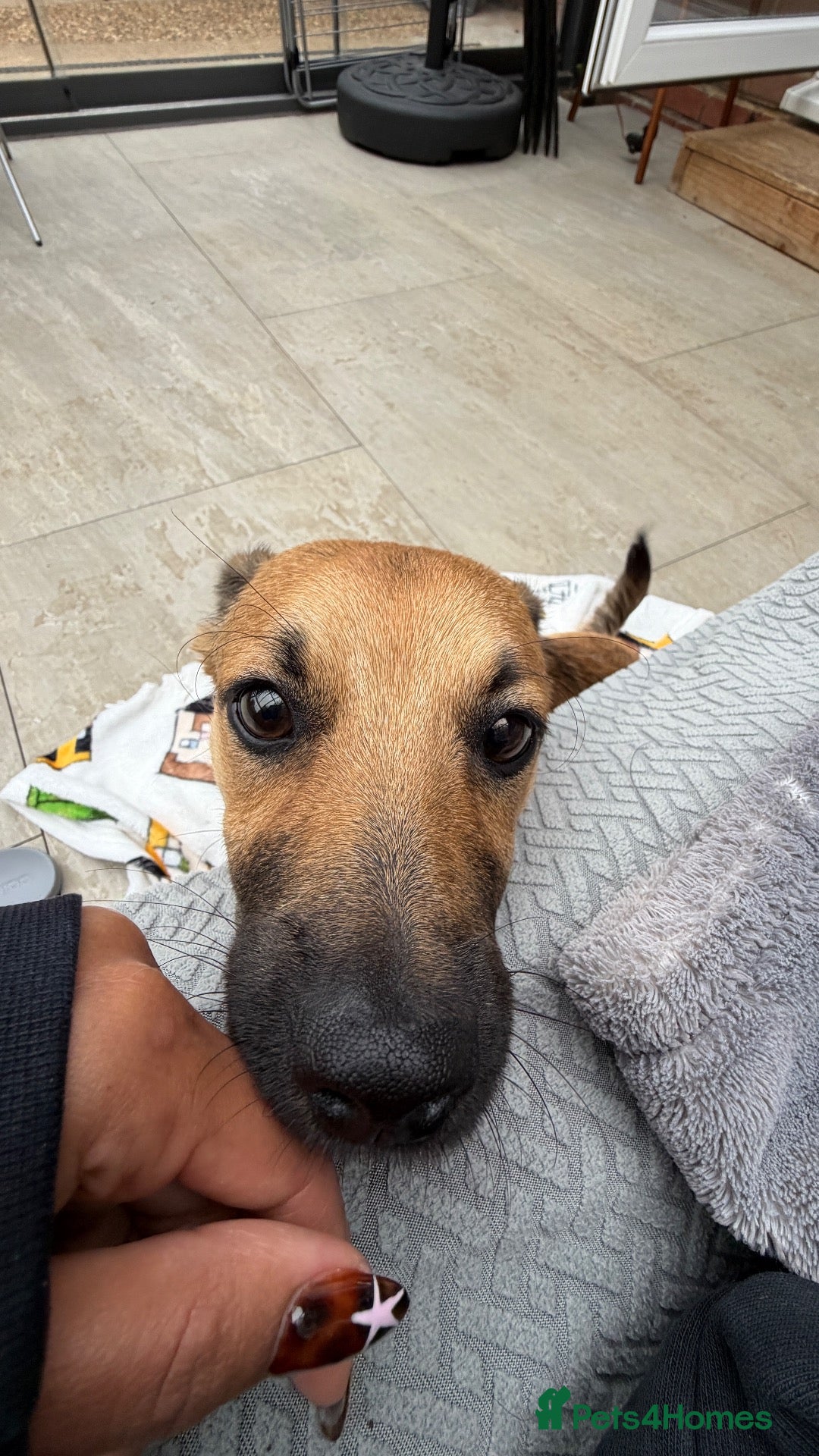 Mixed Breed dogs Little Lucky is looking for a family 💙 - Advert 2