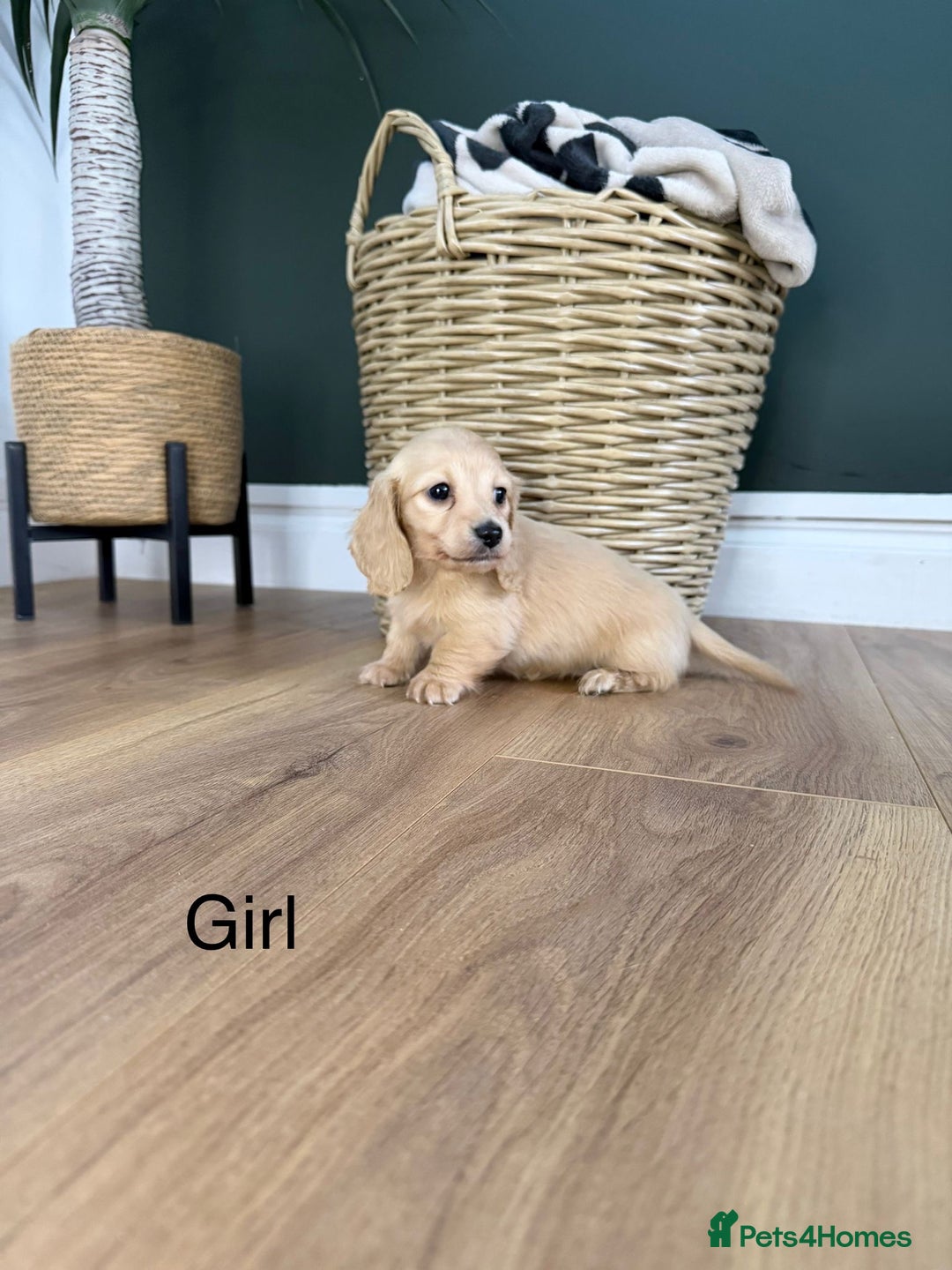 Miniature Dachshund dogs for sale: Longhair miniature dachshund  - Advert 7