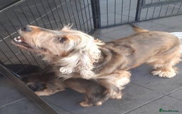 Cocker Spaniel dogs for sale: Lovely little boy Show Cocker - Image 2