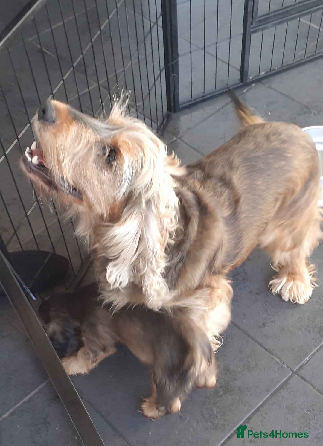 Cocker Spaniel dogs for sale: Lovely little boy Show Cocker - Image 2