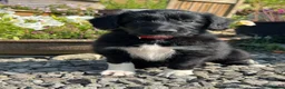 Bordoodle dogs for sale: Bordoodle Puppies Last Remaining Two ⭐ - Advert 19