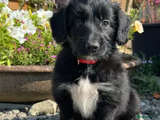 Bordoodle dogs Bordoodle Puppies ⭐ - Advert 2