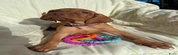 Hungarian Vizsla dogs for sale: 8 Five week old KC Reg Vizsla Puppies for sale - Advert 12