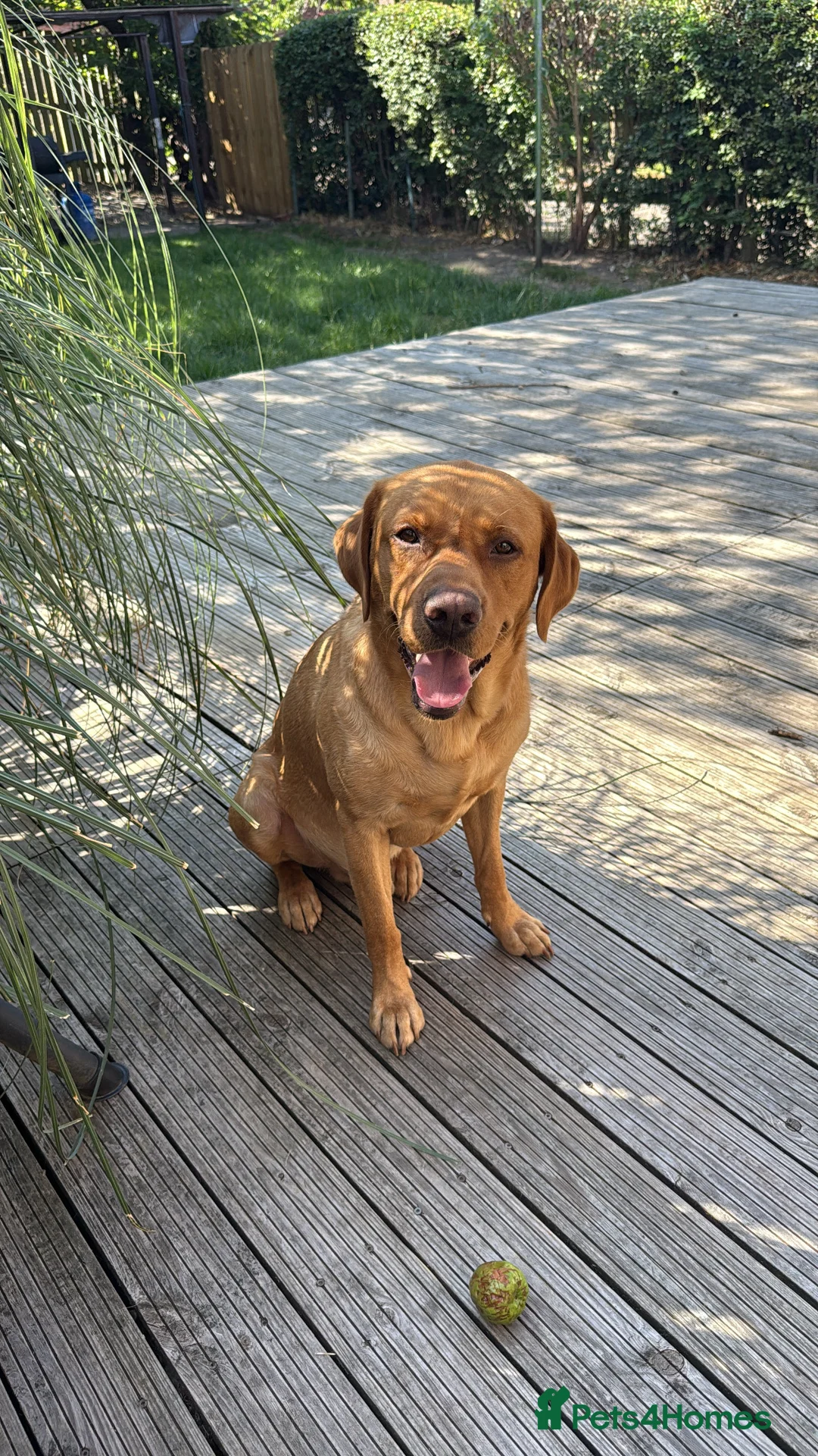 Labrador Retriever dogs for sale: Pedigree Lab - Advert 1